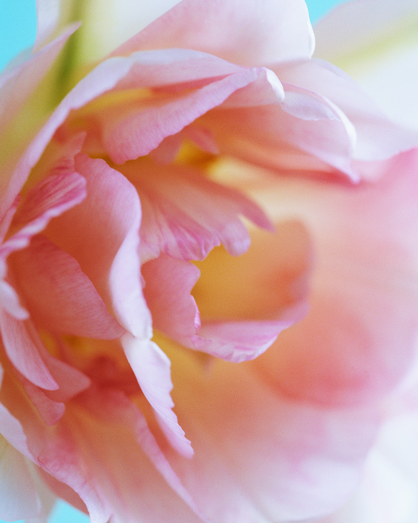 The splendor of a flower...